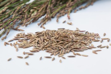 Rice spike rice burry paddy white background
