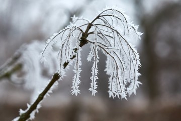 Frozen, icy branches of a tree