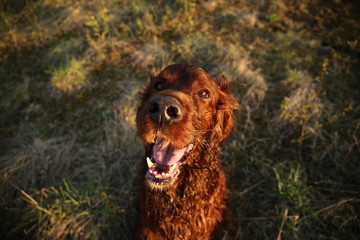 Adorable Irish Setter dog looking at camera