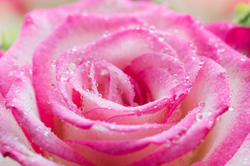 Pink rose flower in drops close up.
