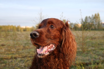 Pensive wary Irish Setter dog in meadow during sunsetPensive wary Irish Setter dog in meadow during sunset