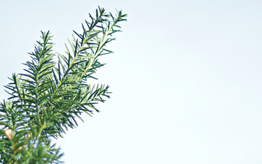 Fir branch isolated on white background -Place for text.
