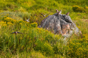 Speckled rock pigeons camouflaged into a rock and flying towards camera in a grass meadow field at sunset.
