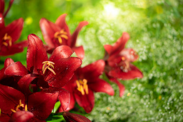 Flowers of red lilies in the garden
