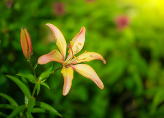 Beautiful flowers of orange lilies