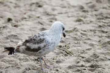 A seagull walks the sandy beach