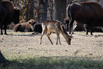Deer in a Meadow