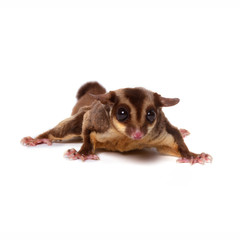 Flying squirrel, Sugarglider isolated on white.