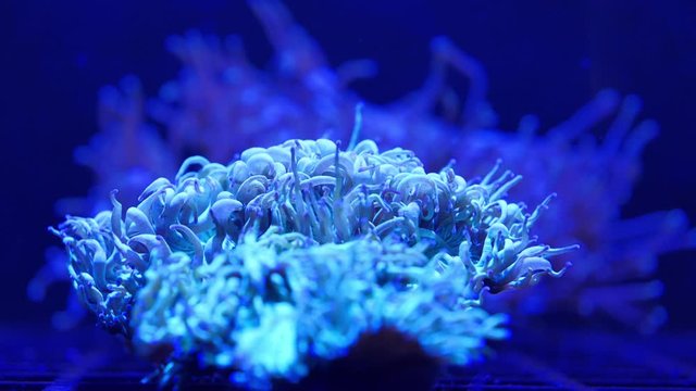 Slow motion, sea anemones from the class of coral polyps