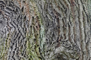 Bark of deciduous tree