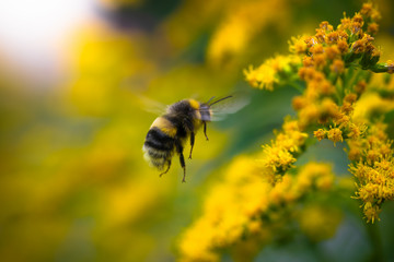 bumblebee collects flower nectar of goldenrod
