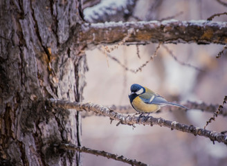 Naklejka premium Titmouse on a snowy winter day