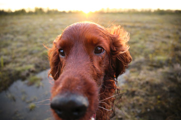 Pensive wary Irish Setter dog in meadow during sunset