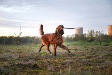Irish Setter dog running with stick in teeth