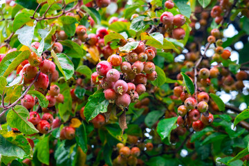 Urban boulevards Crabapple and wild apple tree.
