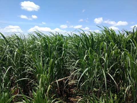 sugarcane field