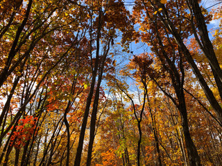 trees in autumn