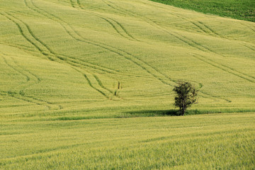 Typical landscapes of green grassland and rolling hills with one tree standing on the meadow in Tuscany
