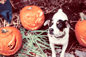 Cute Halloween Dog with carved pumpkins in garden waiting for trick or treaters