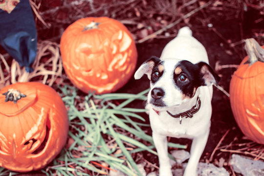 Cute Halloween Dog with carved pumpkins in garden waiting for trick or treaters