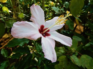 ヒビスクス・アーノティアヌス