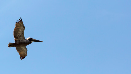Flying pelican against blue sky, Sanibel Island, Florida, USA