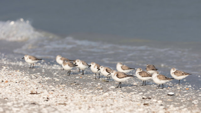 A Snowy Plover flock resting along the shoreline, Florida, USA