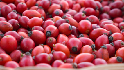 Background fresh red Rosehips. Fresh Berries from the dog rose.
