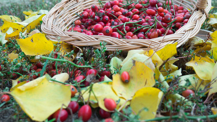 Autumn harvest of a red rose hips.