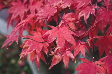 Autumn Leaves in Bellevue City