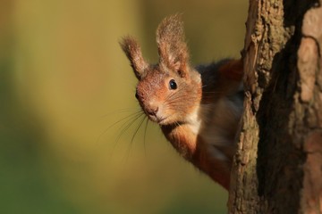 Red squirrel climbing an old tree and looking curiously straight into the camera. Wildlife in october forest. Sciurus vulgaris.