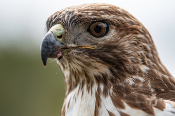 Close up red tail hawk head portrait