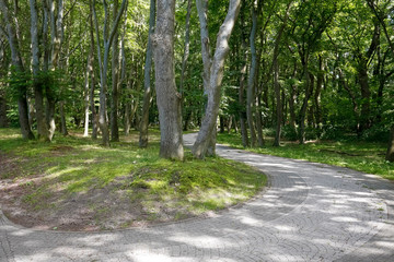 Cobblestone park avenue among old trees