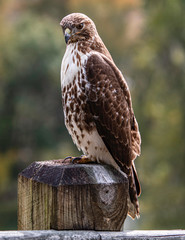 Portrait of a red tail hawk looking down