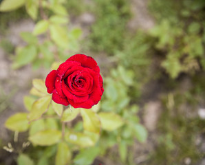 red rose in garden