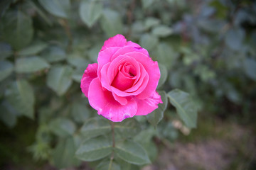 pink rose in the garden
