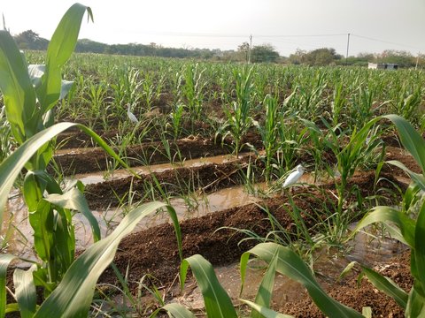 sugarcane farm with water feeding