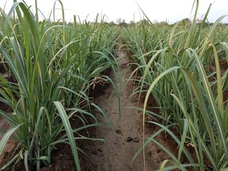 sugarcane crop