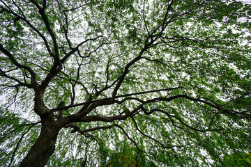 葉桜になった枝垂れ桜
