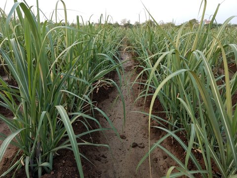 sugarcane crop