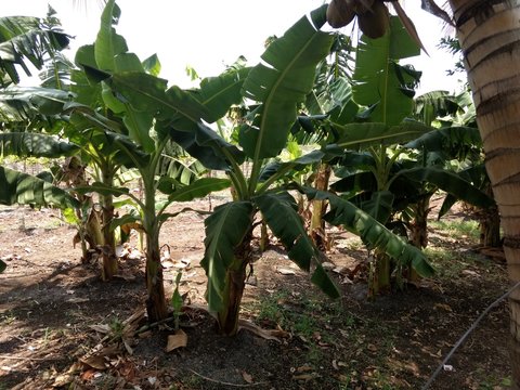 Banana farming