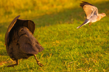 A guineafowl and rock pigeon running and flying away in a grass meadow at sunset.