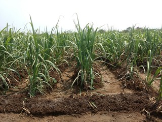 3 months sugarcane crop