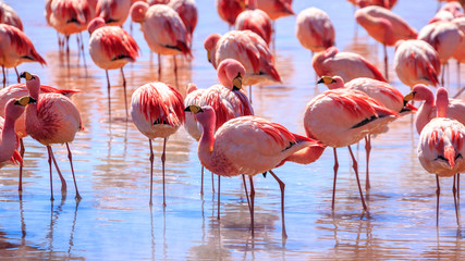 Pink flamingos at exciting lagona colorada Bolivia