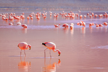 Pink flamingos at exciting lagona colorada Bolivia