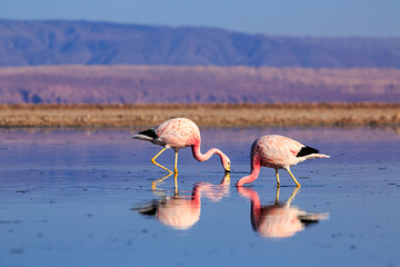 Pink flamingos at exciting Lagoon scenery with reflecion in the water, Bolivia