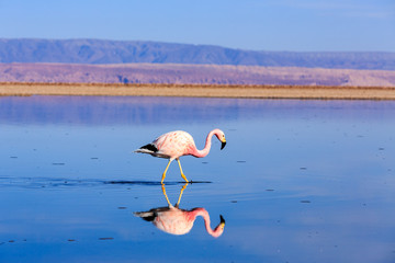 Pink flamingos at exciting Lagoon scenery with reflecion in the water, Bolivia