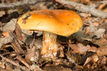 Orange mushroom growing on ground
