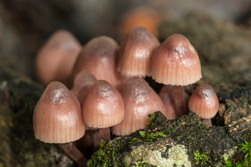 Mushrooms growing on a tree stump.