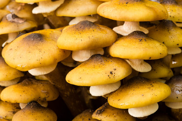 Orange mushroom growing on ground